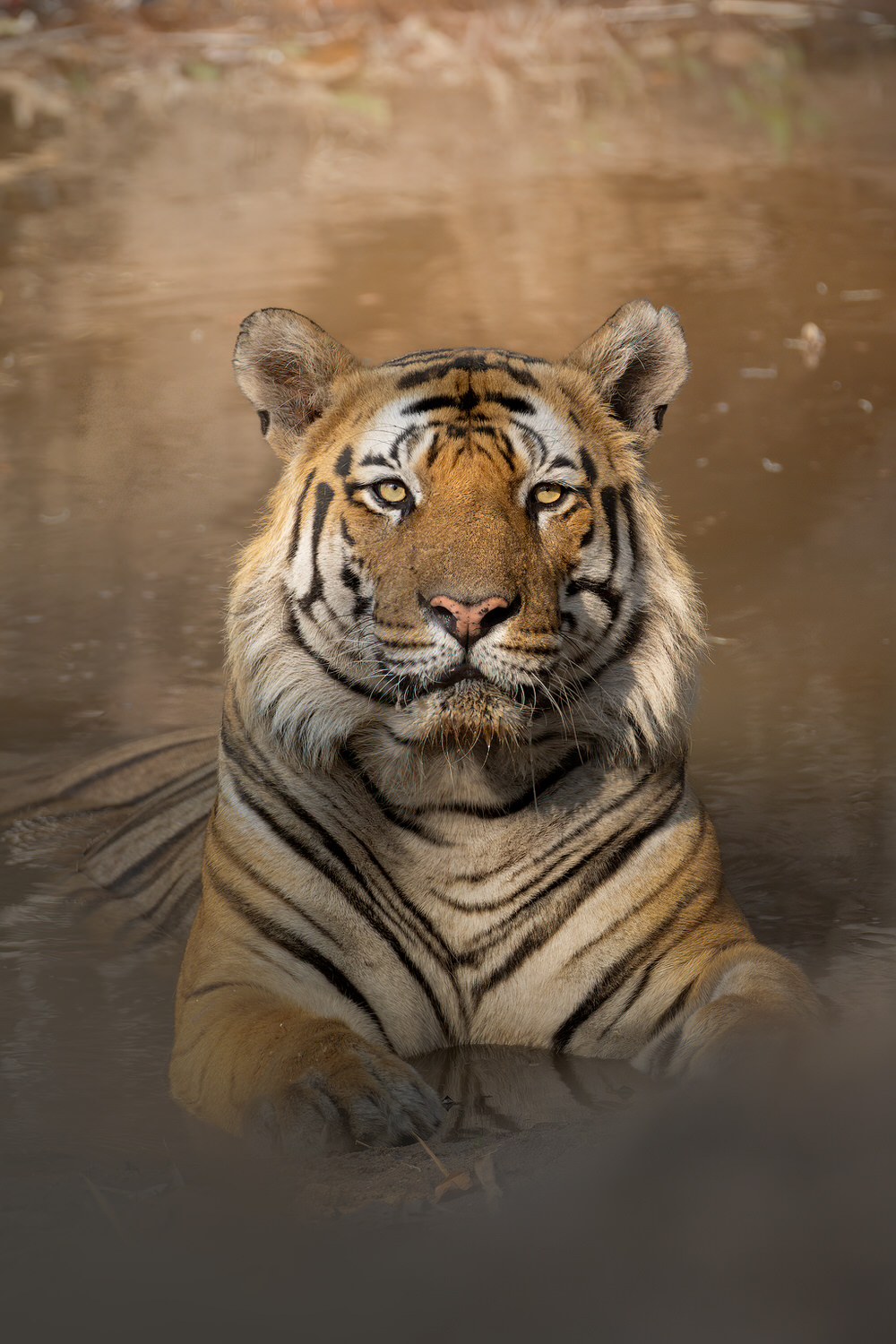 tiger