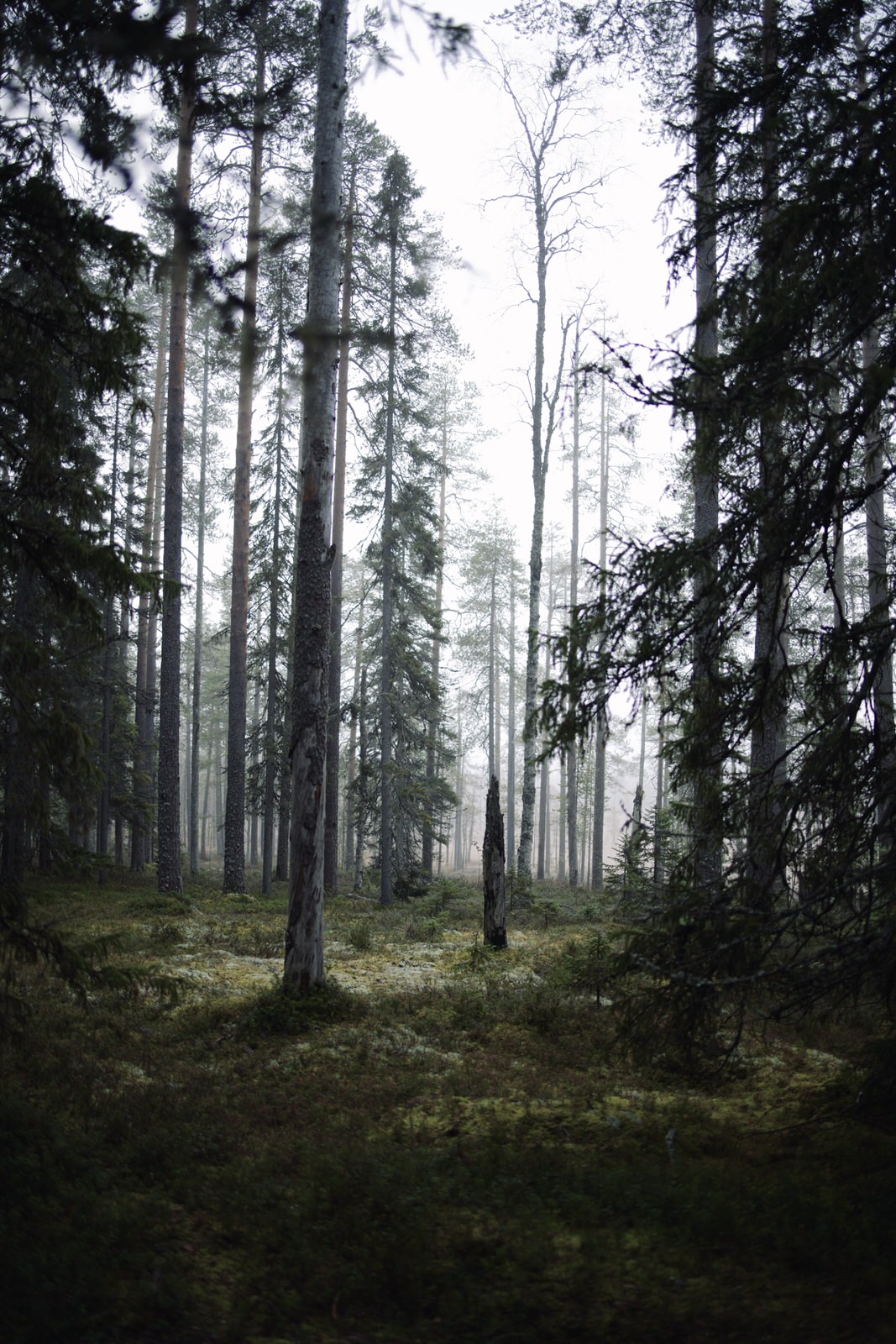 wild-finland-workshop-fotografia-naturalistica-wildlife-photography-workshop