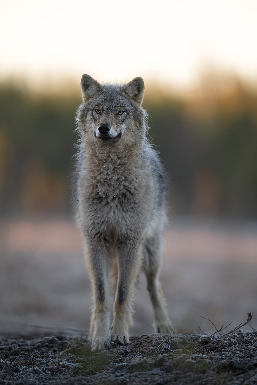 wild-finland-workshop-fotografia-naturalistica-wildlife-photography-workshop