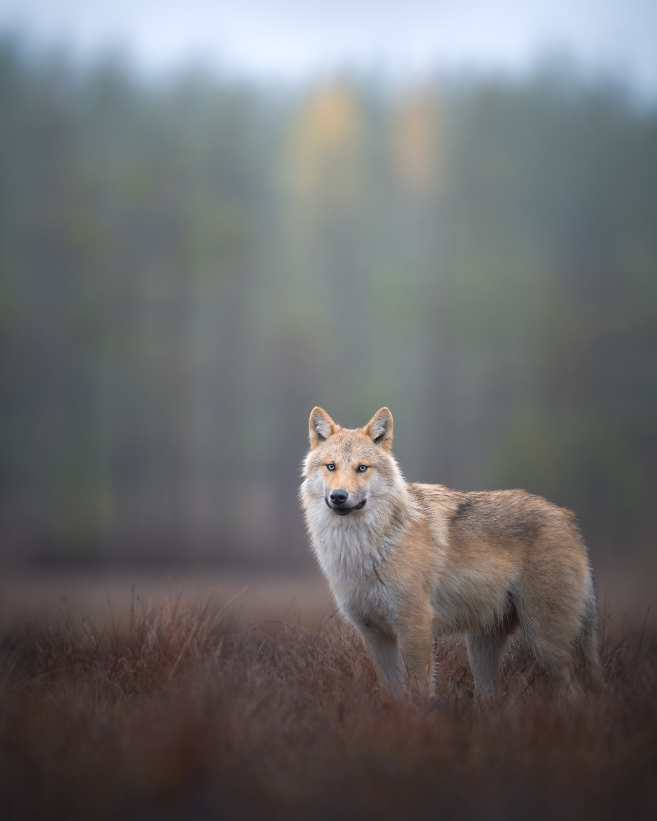 wild-finland-workshop-fotografia-naturalistica-wildlife-photography-workshop