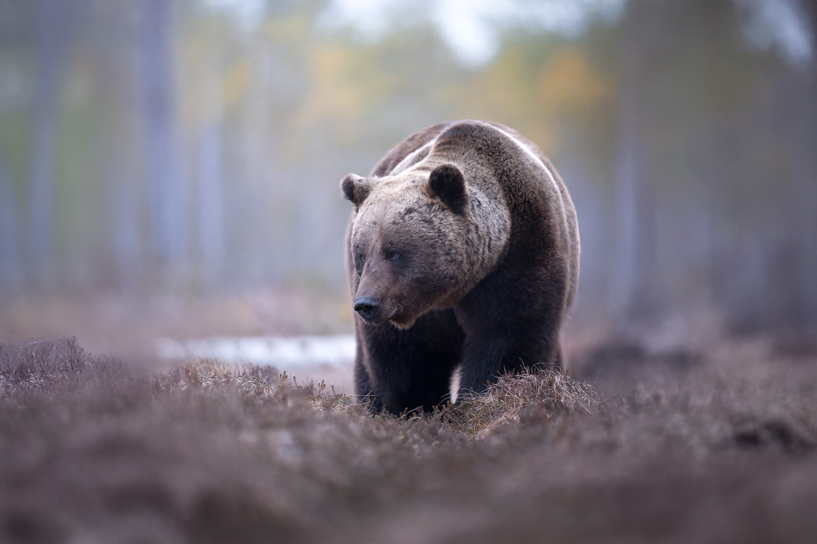 wild-finland-workshop-fotografia-naturalistica-wildlife-photography-workshop