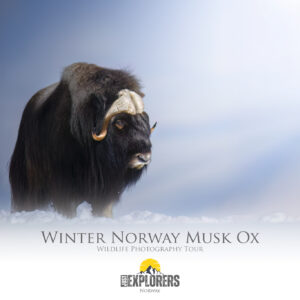 winter-norway-musk-ox-photographic-workshop-wildlife-fotografia-naturalistica