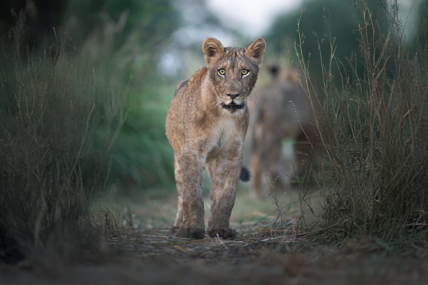 leone-lion-lower-zambesi-zambia-safari-photographic