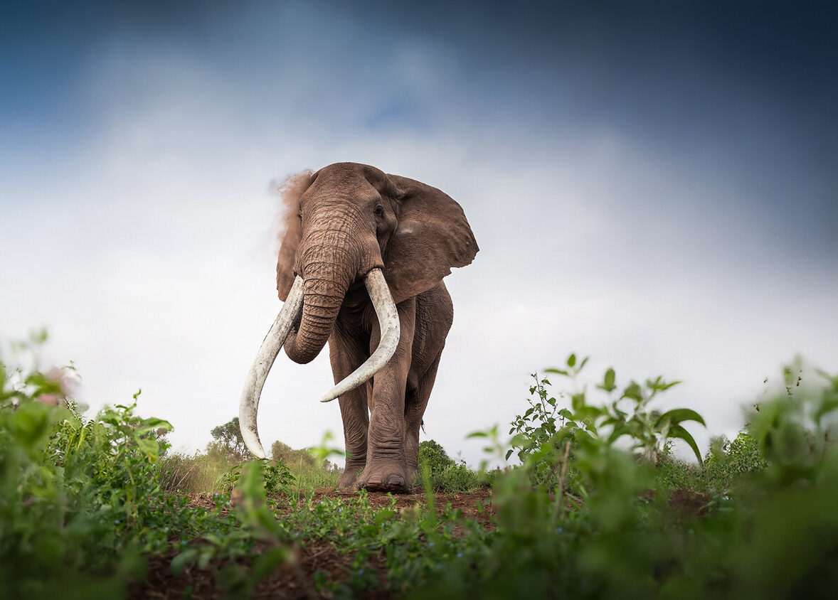 elephant-