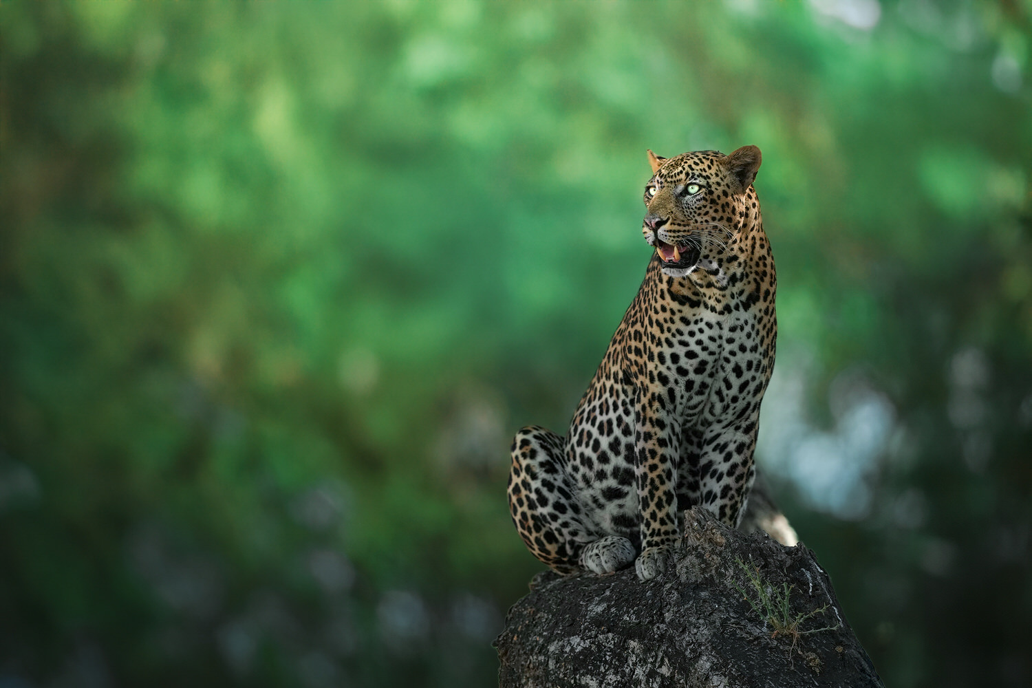 leopard-zambia-lower-zambesi-photo-tour