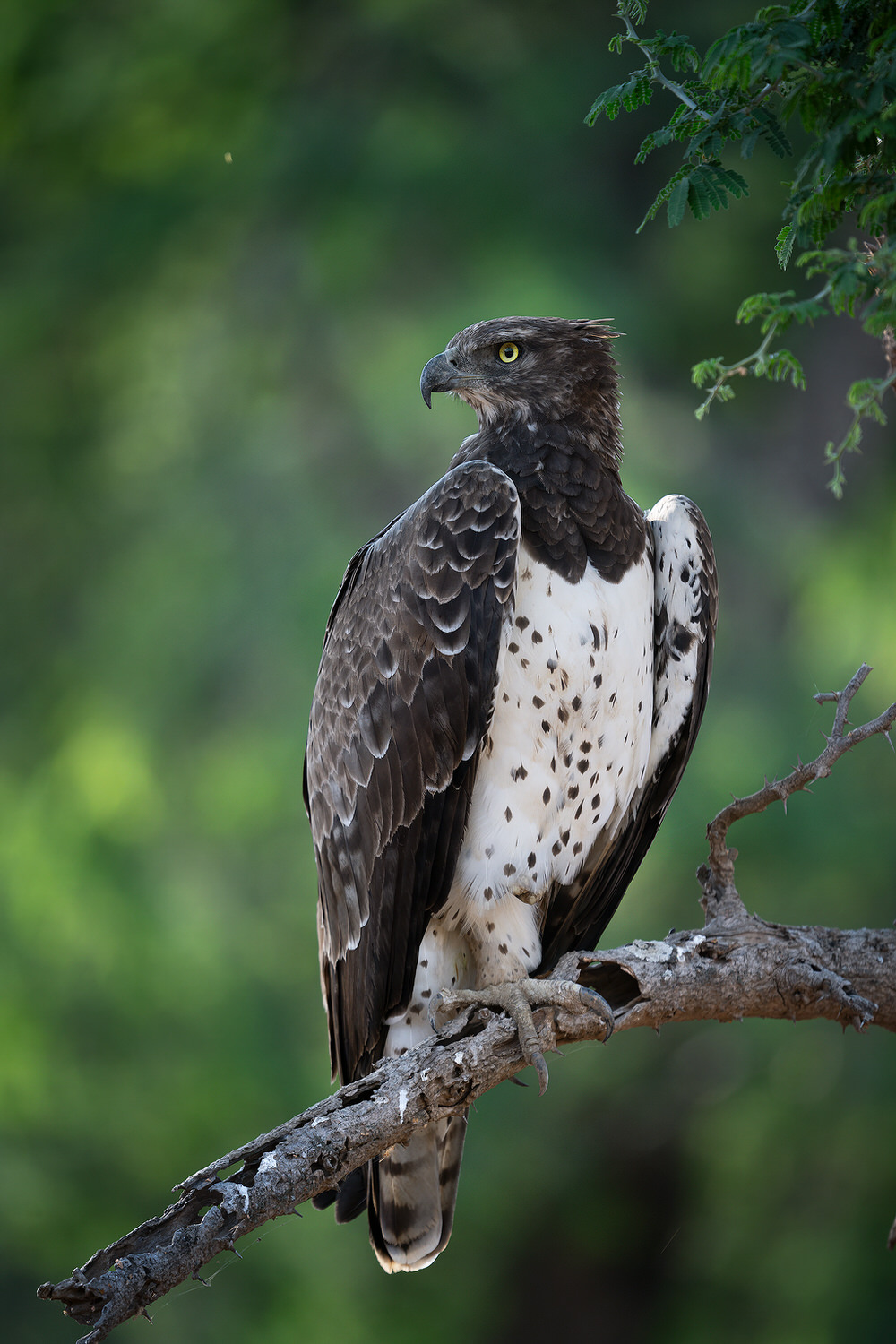 _DSC5790-sharpened