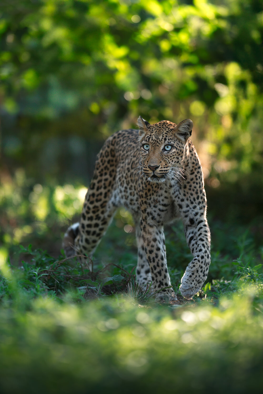 leopard-lower-zambesi-safari-photographic