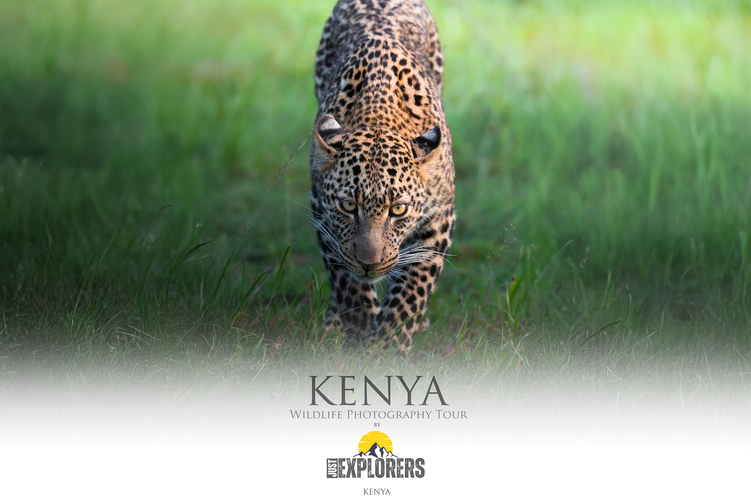 Kenya leopardo nel Masai Mara