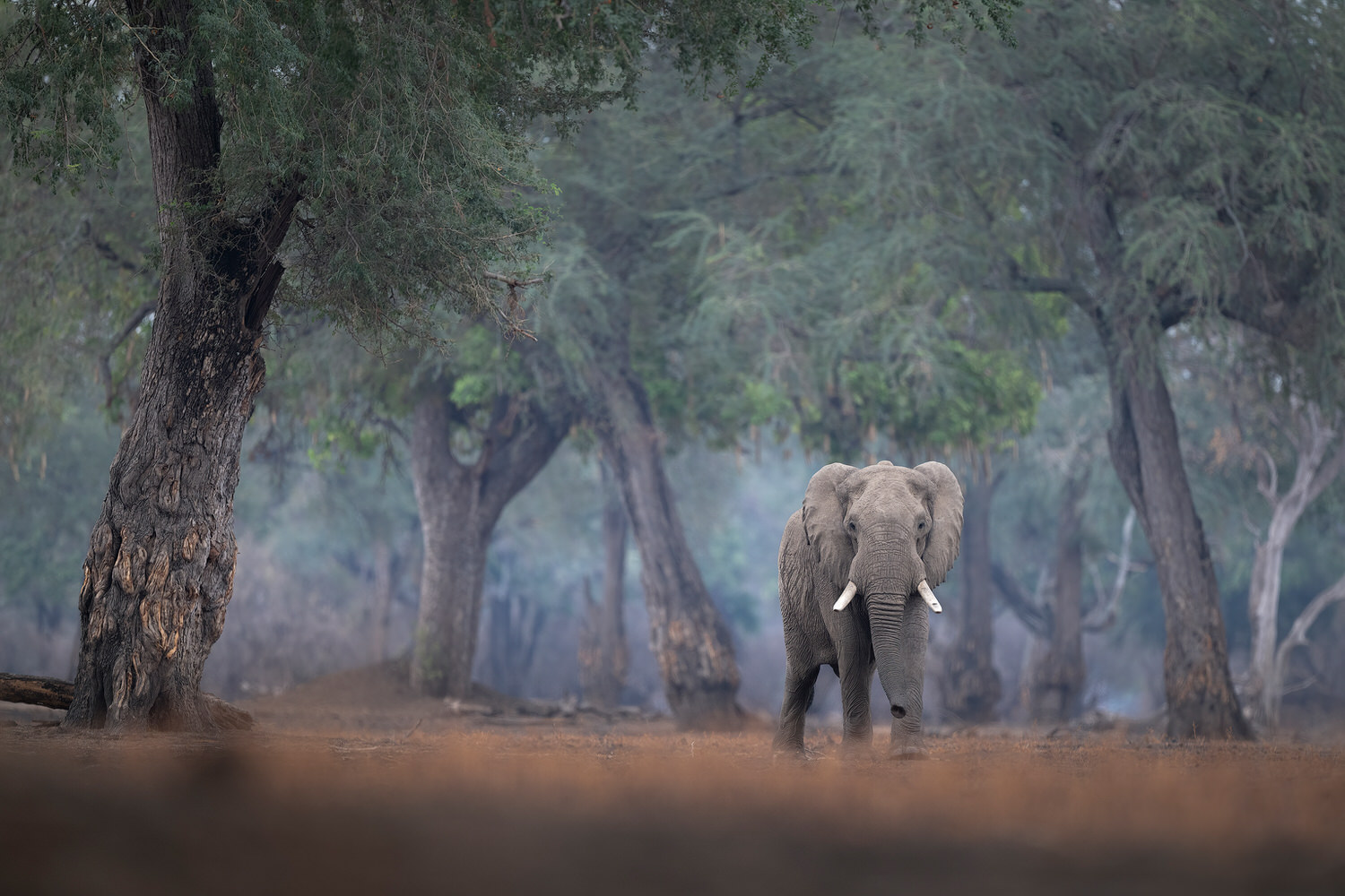 elefante-zambia-elephant-lower-zabesi-photo-tour