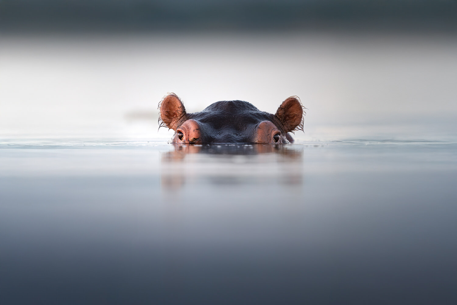 hippo-zambia-zambesi-lower-zabesi