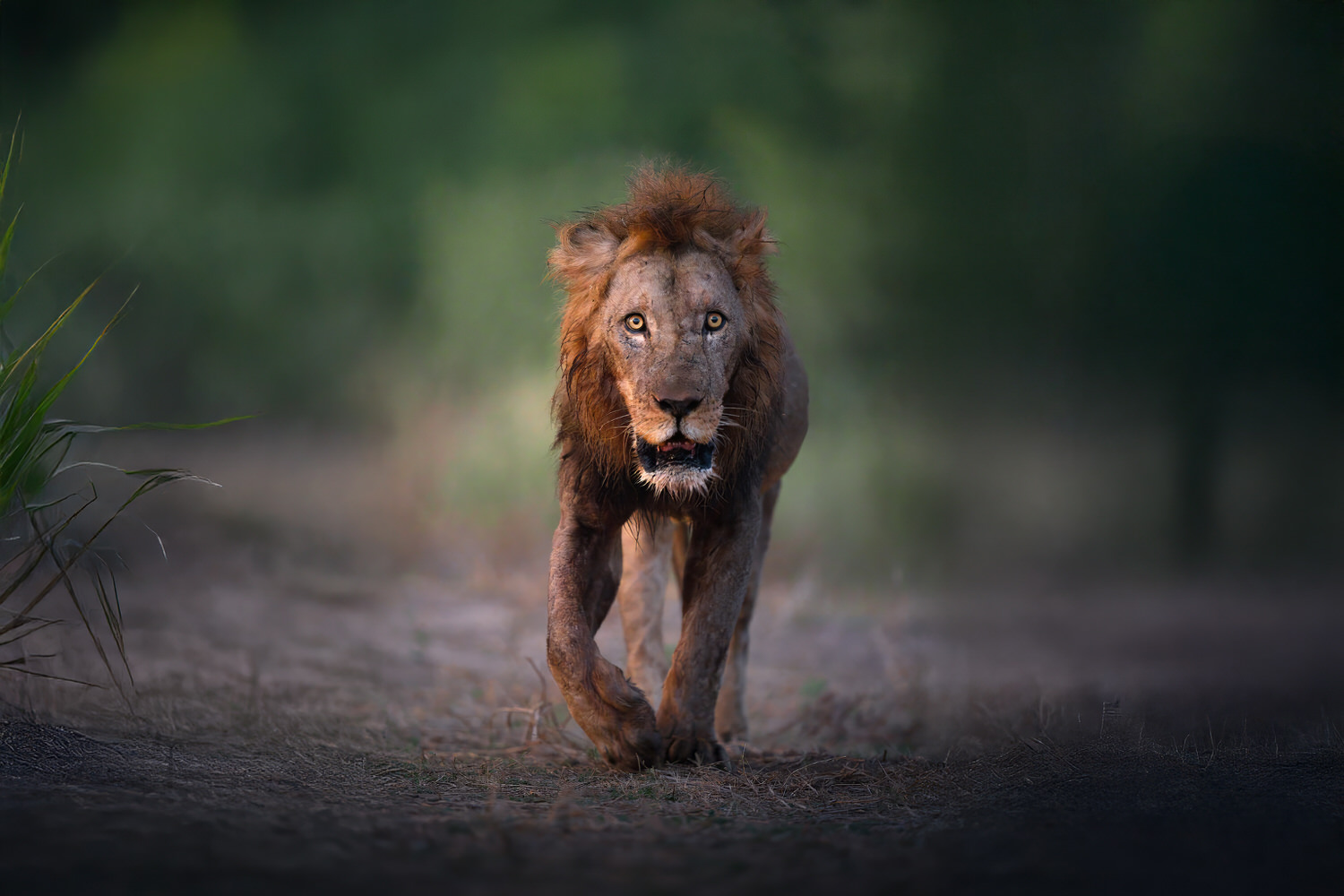 leone-lion-lower-zambesi-zambia-safari-photographic