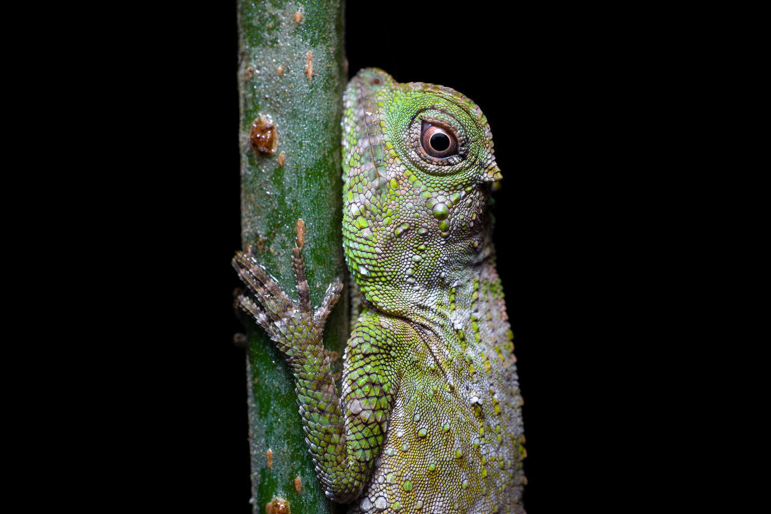 sinharaja-forest-endemic-reptile-closeup-macro.jpg