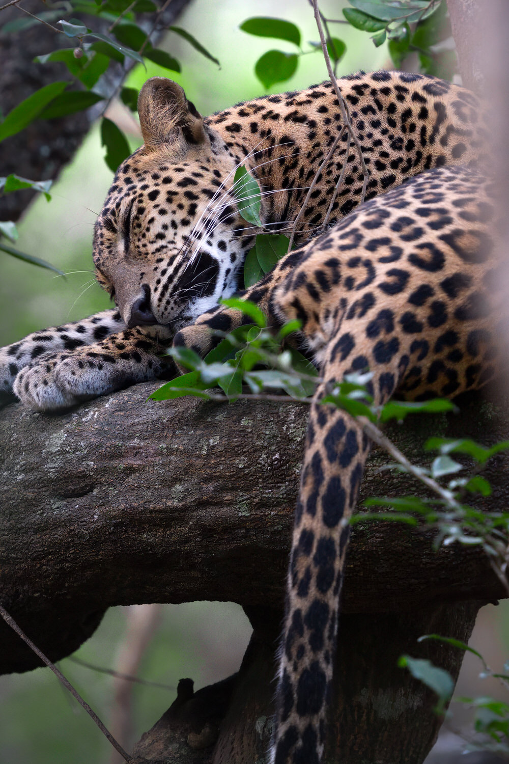 A curated collection of images from our wildlife photography tour across Wilpattu, Kumana, and Sinharaja. From intimate encounters with the endemic Sri Lankan leopard and sloth bears, to elephants, owls, and a vibrant array of tropical birds — this journey captures the raw beauty and diversity of one of the Indian Ocean’s most unique islands. Morning safaris, jungle walks, and macro sessions come together in this immersive experience through Sri Lanka’s wildest corners.