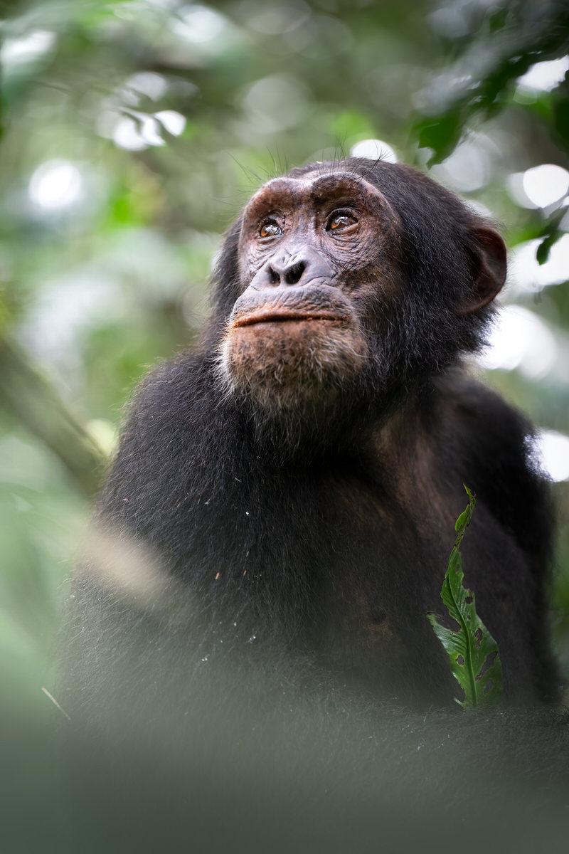 uganda-primate-shoebill-safari-tour-gorilla-chimps