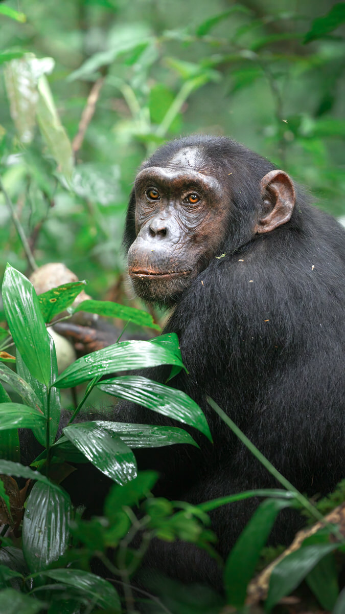 uganda-primate-shoebill-safari-tour-gorilla-chimps