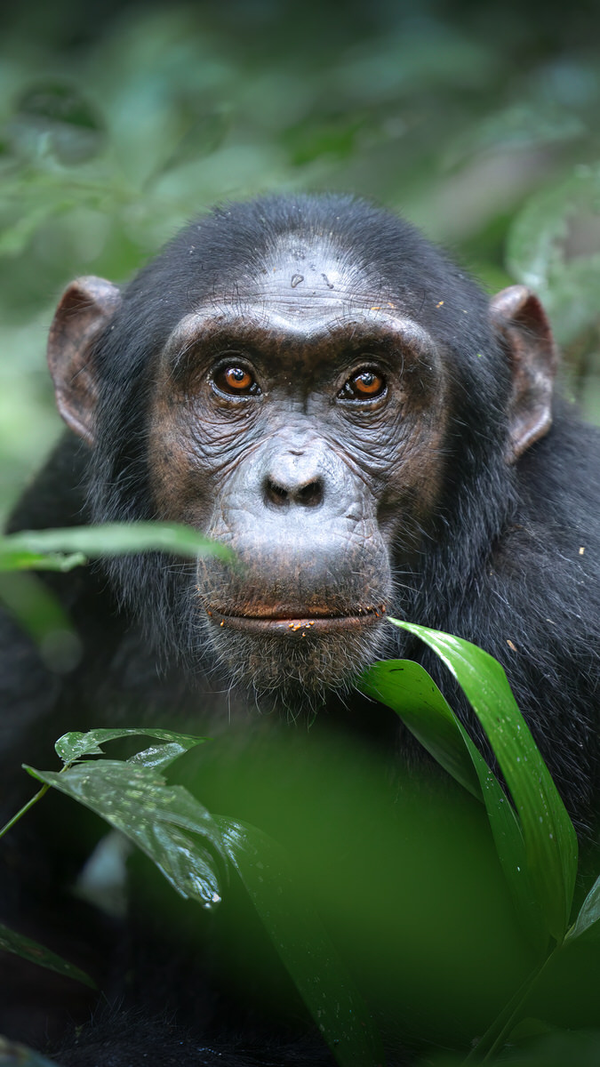 uganda-primate-shoebill-safari-tour-gorilla-chimps