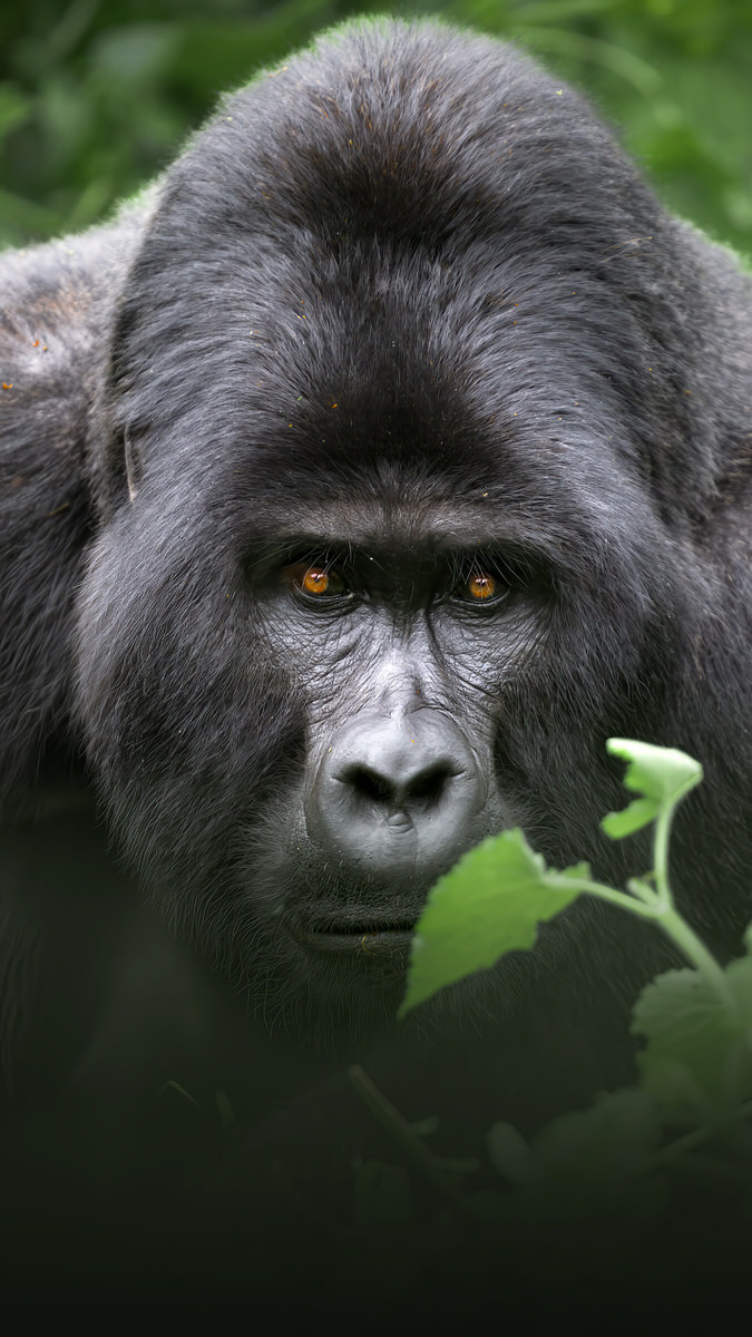 uganda-primate-shoebill-safari-tour