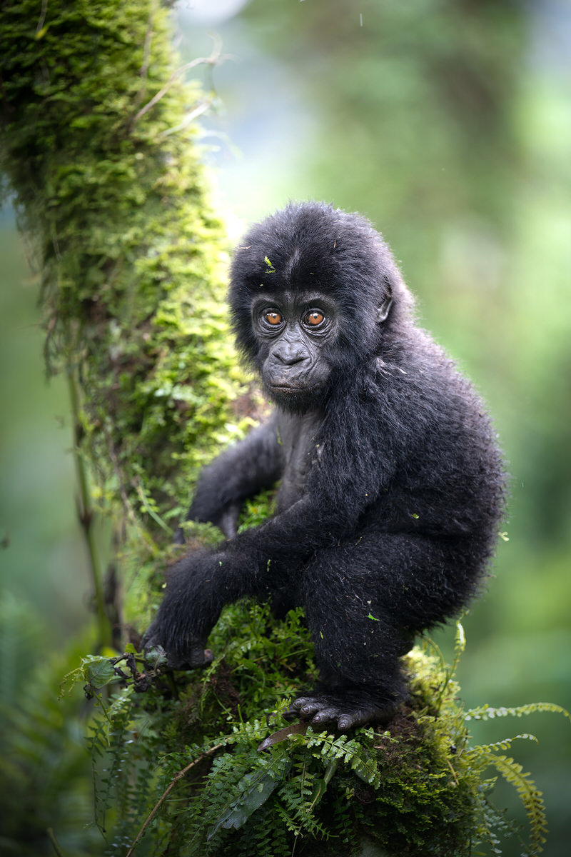 uganda-primate-shoebill-safari-tour-gorilla-chimps