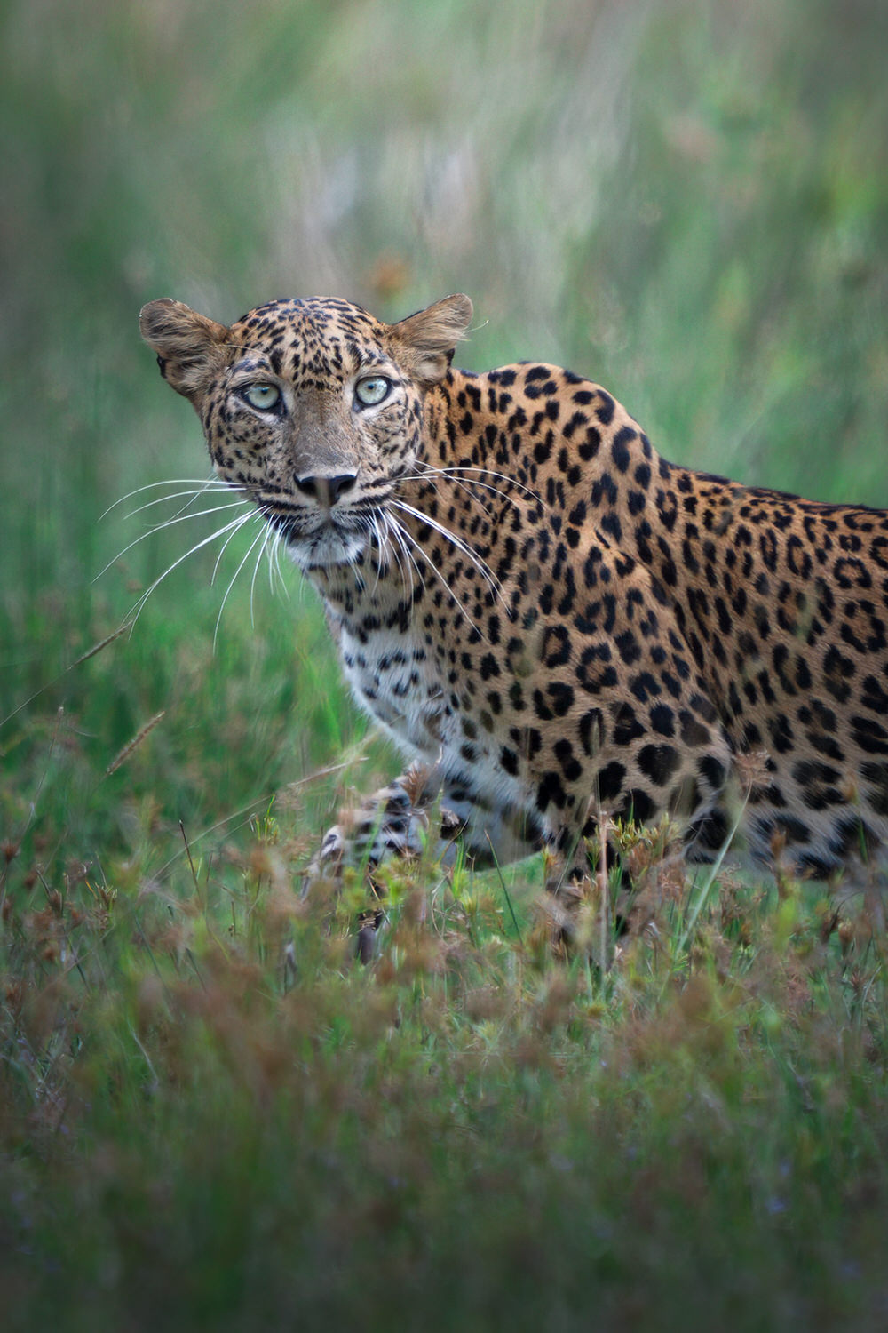 A curated collection of images from our wildlife photography tour across Wilpattu, Kumana, and Sinharaja. From intimate encounters with the endemic Sri Lankan leopard and sloth bears, to elephants, owls, and a vibrant array of tropical birds — this journey captures the raw beauty and diversity of one of the Indian Ocean’s most unique islands. Morning safaris, jungle walks, and macro sessions come together in this immersive experience through Sri Lanka’s wildest corners.