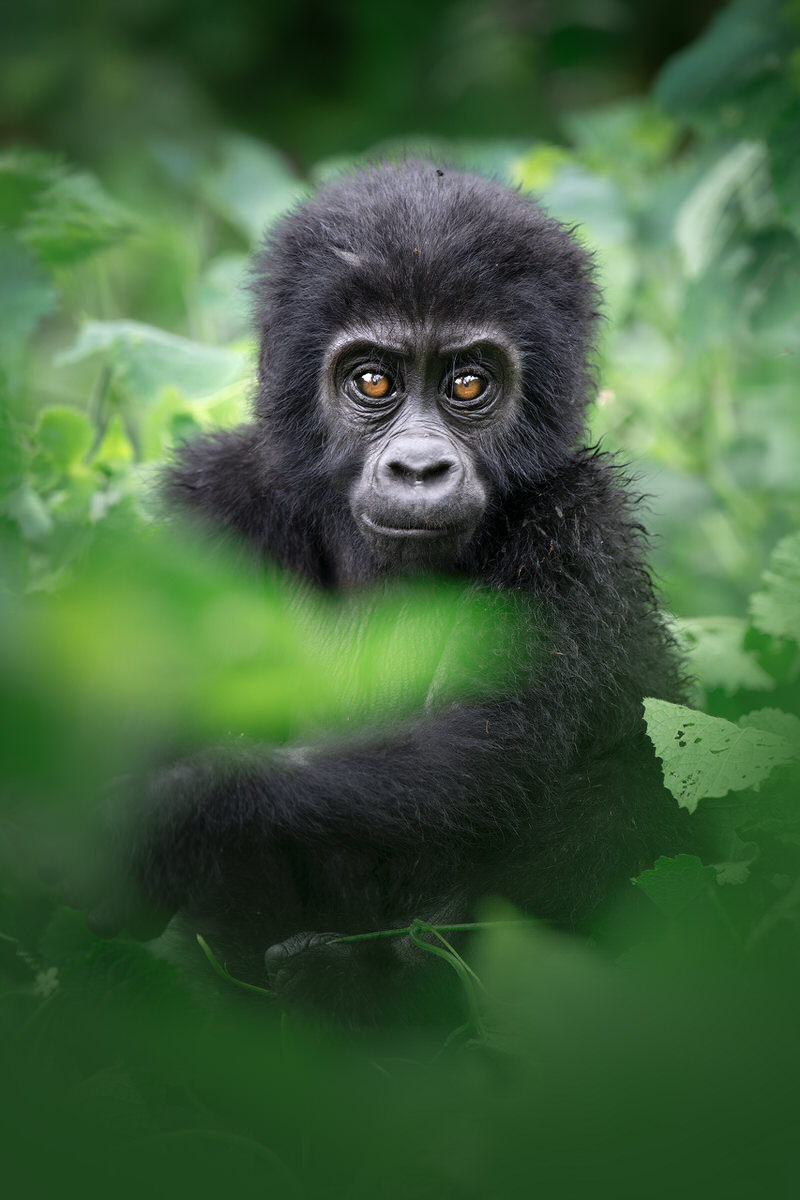uganda-primate-shoebill-safari-tour-gorilla-chimps