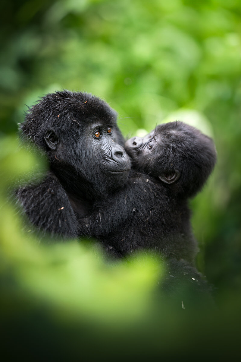 uganda-primate-shoebill-safari-tour-gorilla-chimps