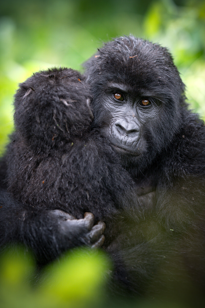 uganda-primate-shoebill-safari-tour-gorilla-chimps