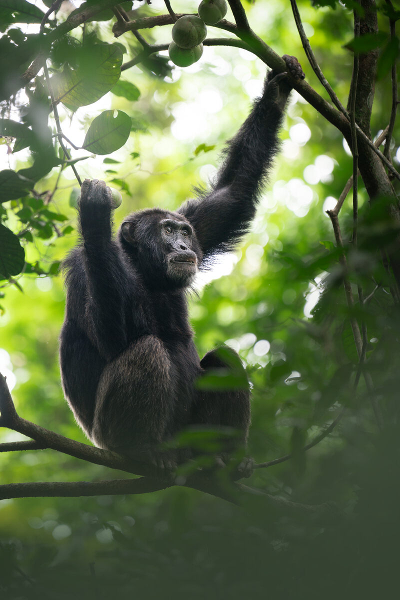 uganda-primate-shoebill-safari-tour-gorilla-chimps