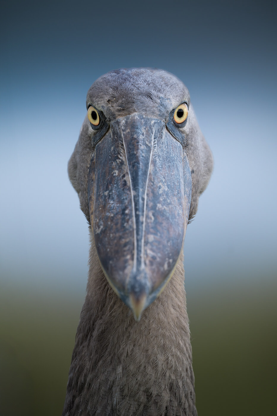 uganda-primate-shoebill-safari-tour-gorilla-chimps