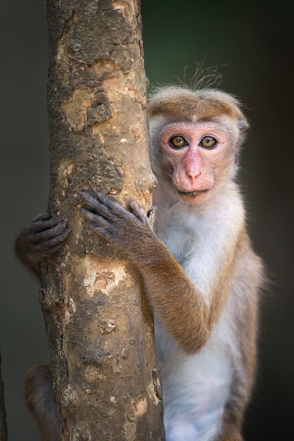 A curated collection of images from our wildlife photography tour across Wilpattu, Kumana, and Sinharaja. From intimate encounters with the endemic Sri Lankan leopard and sloth bears, to elephants, owls, and a vibrant array of tropical birds — this journey captures the raw beauty and diversity of one of the Indian Ocean’s most unique islands. Morning safaris, jungle walks, and macro sessions come together in this immersive experience through Sri Lanka’s wildest corners.