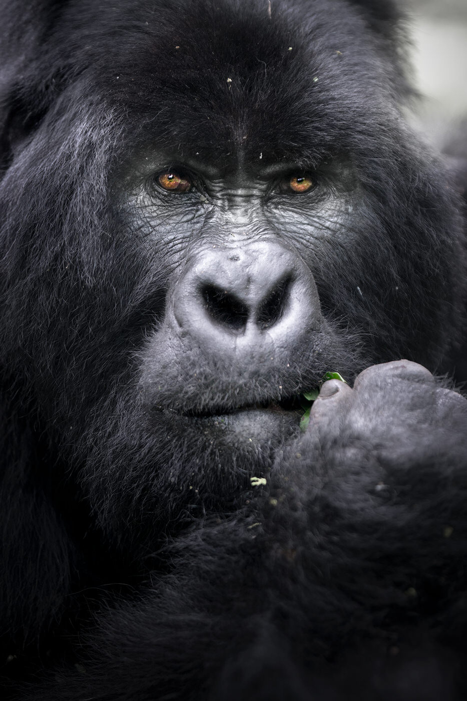 uganda-primate-shoebill-safari-tour-gorilla-chimps