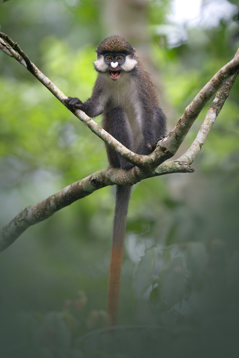 uganda-primate-shoebill-safari-tour-gorilla-chimps