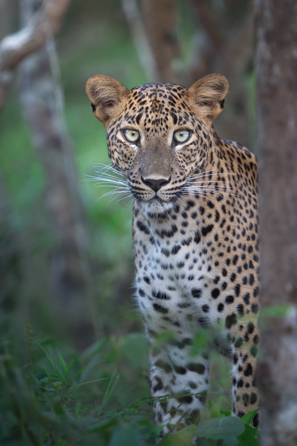 A curated collection of images from our wildlife photography tour across Wilpattu, Kumana, and Sinharaja. From intimate encounters with the endemic Sri Lankan leopard and sloth bears, to elephants, owls, and a vibrant array of tropical birds — this journey captures the raw beauty and diversity of one of the Indian Ocean’s most unique islands. Morning safaris, jungle walks, and macro sessions come together in this immersive experience through Sri Lanka’s wildest corners.