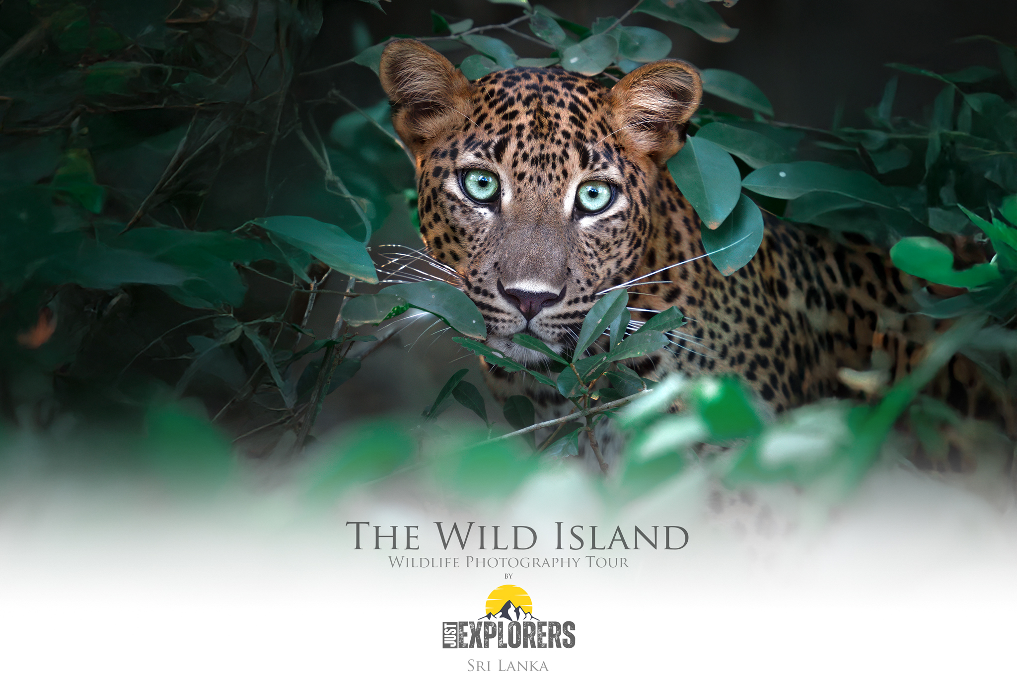 sri-lanka-wildlife-safari-wilpattu-leopard.jpg