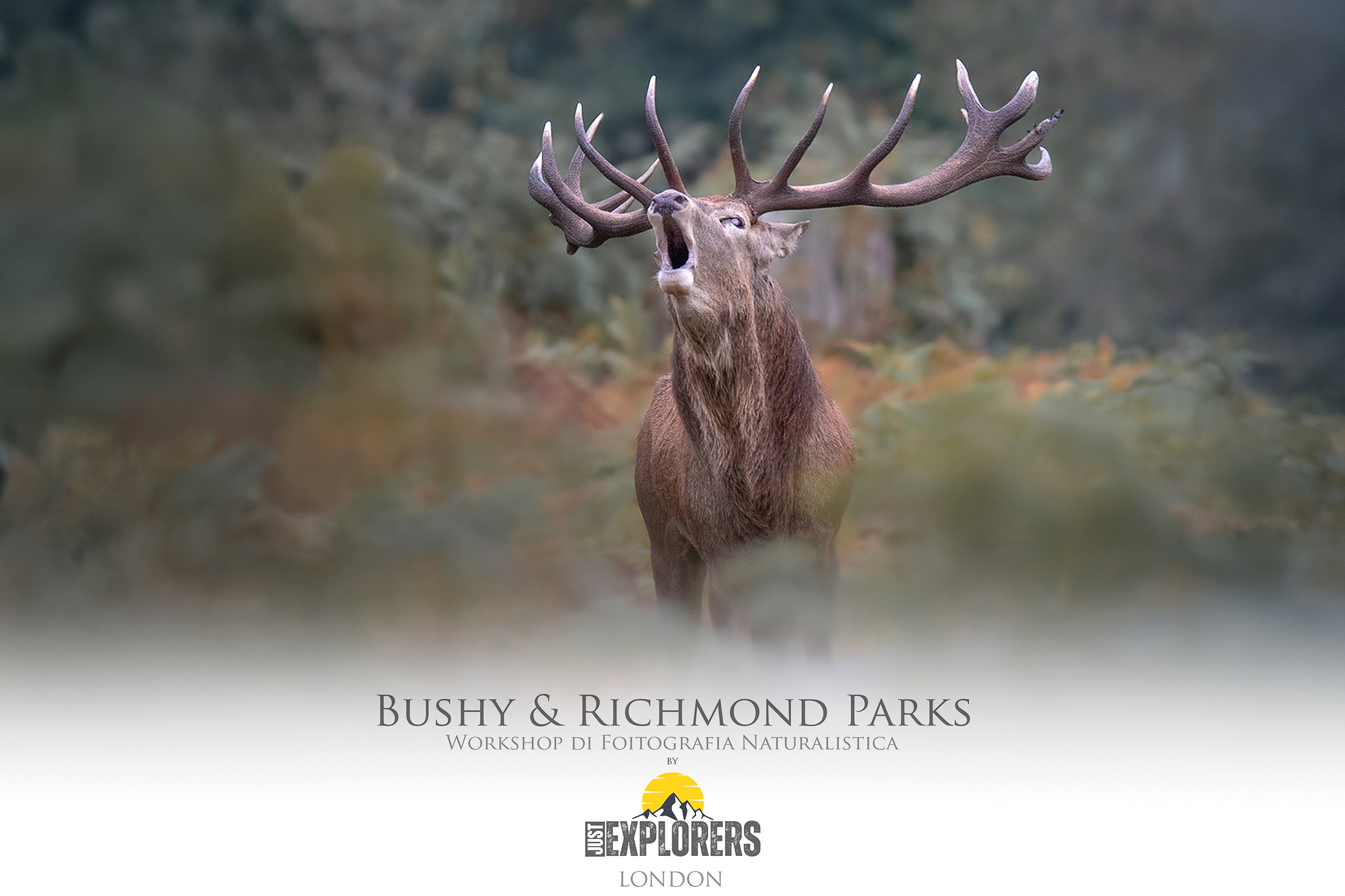 Bushy & Richmond Parks Workshop Wildlife Photography