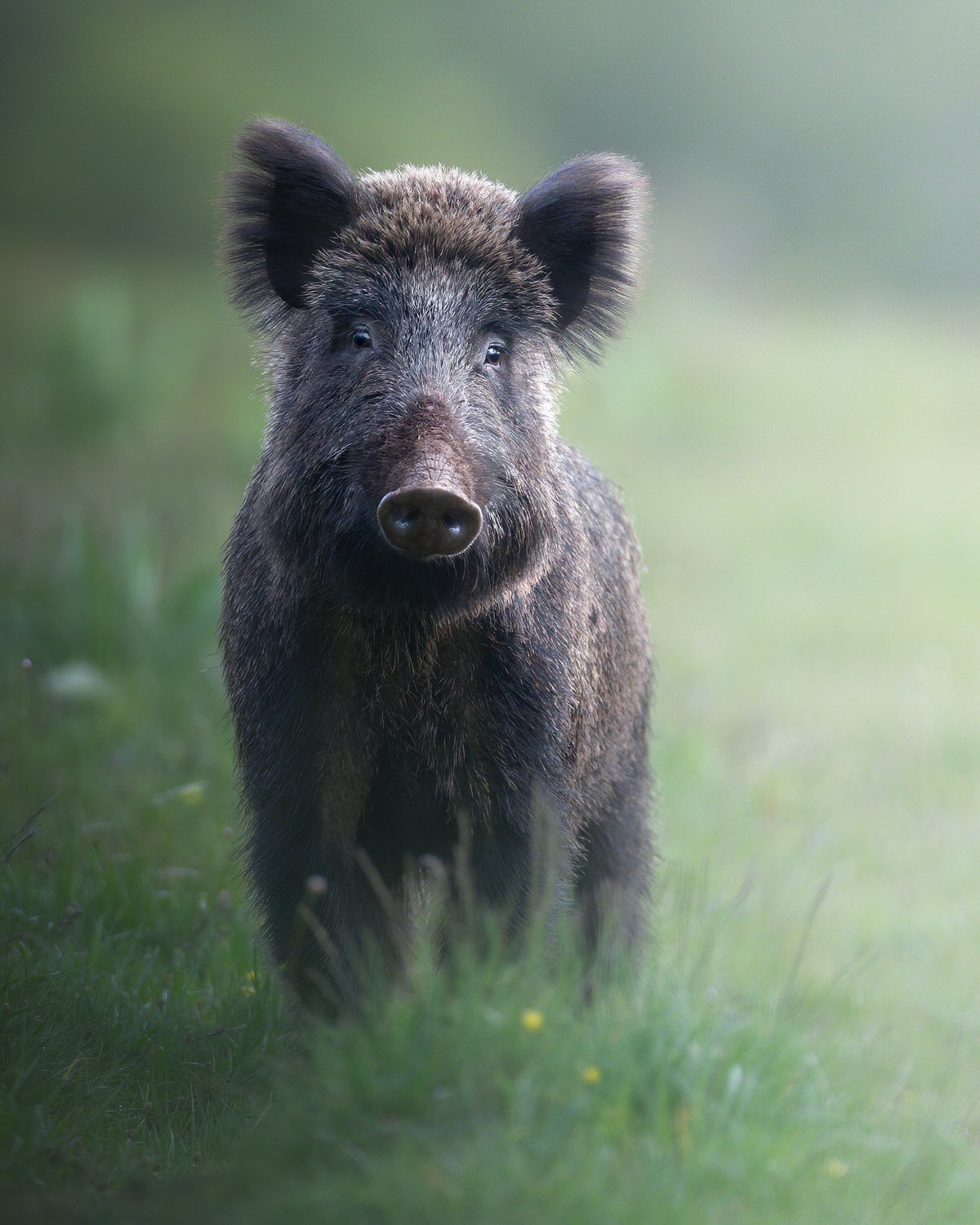 cinghiale-toscana-workshop-fotografia-naturalistica-introduttivo