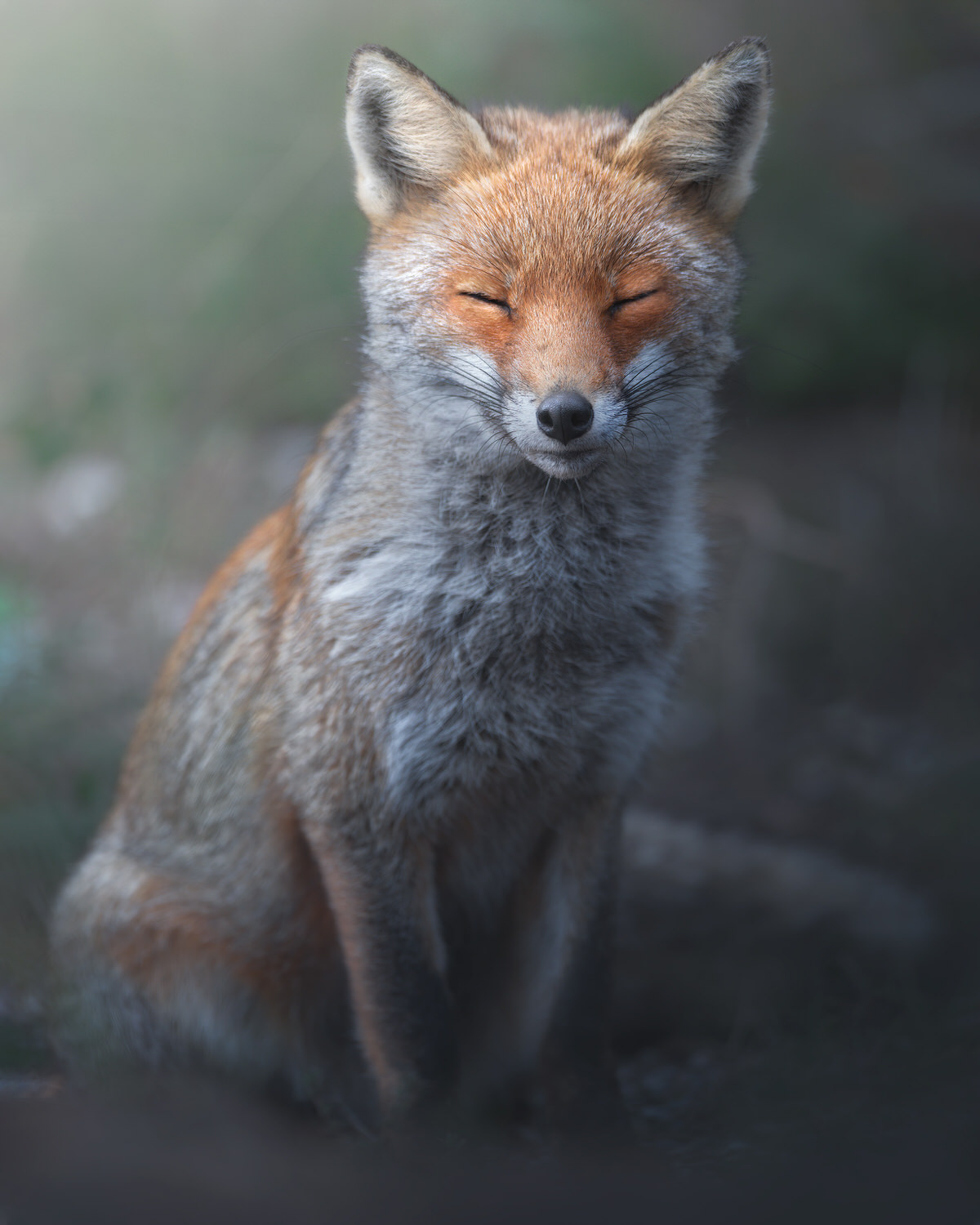 volpe-toscana-workshop-fotografia-naturalistica-introduttivo