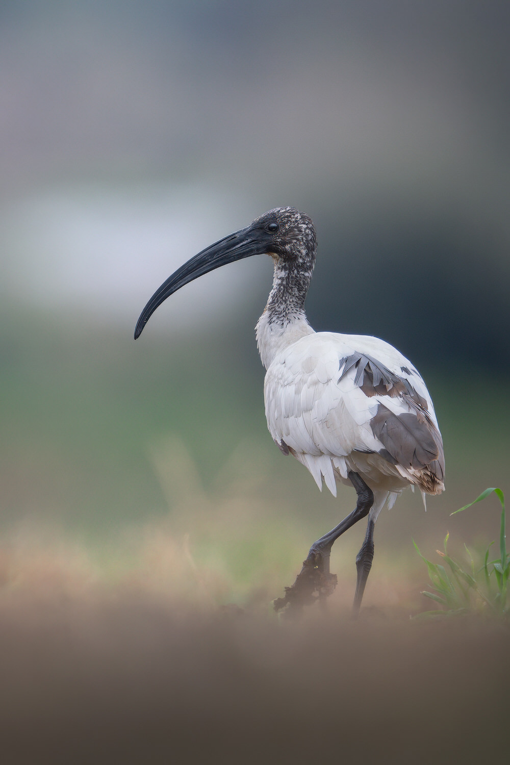 ibis-sacro-toscana-workshop-fotografia-naturalistica-introduttivo
