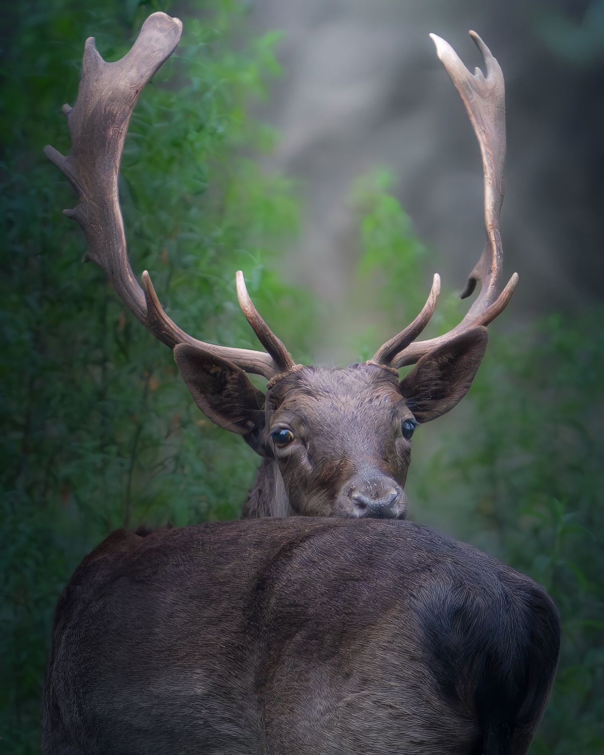 Daino-toscana-workshop-fotografia-naturalistica-introduttivo