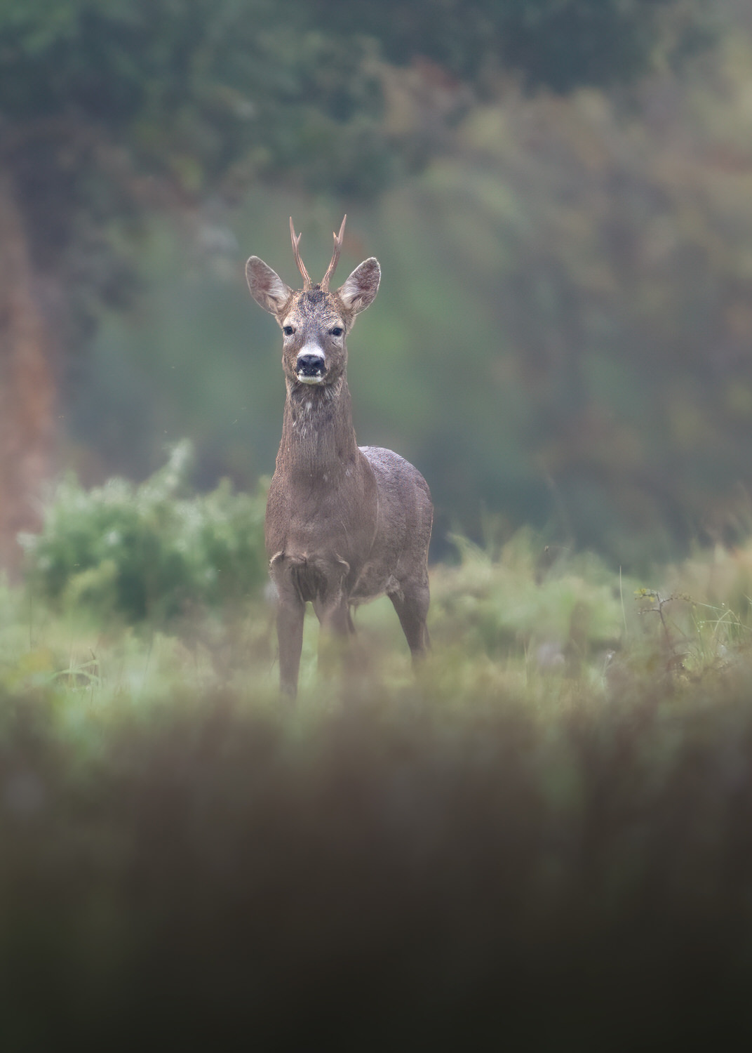 capriolo-toscana-workshop-fotografia-naturalistica-introduttivo