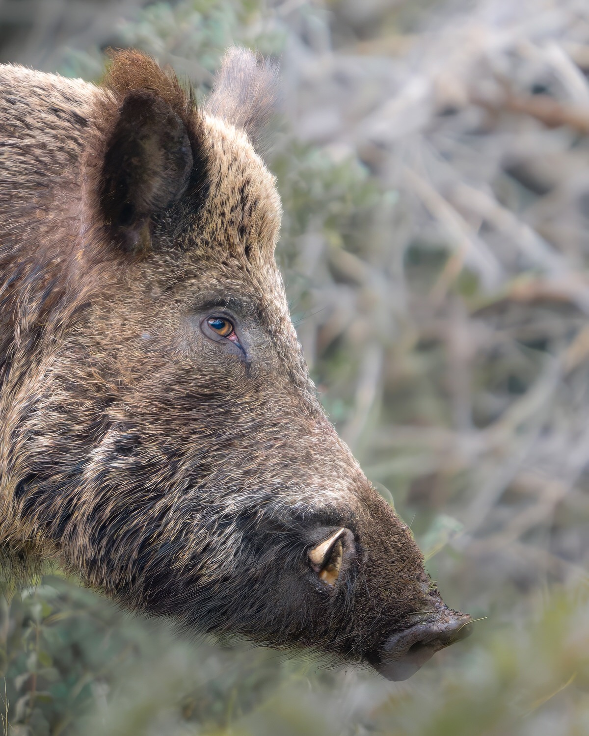 cinghiale-toscana-workshop-fotografia-naturalistica-introduttivo