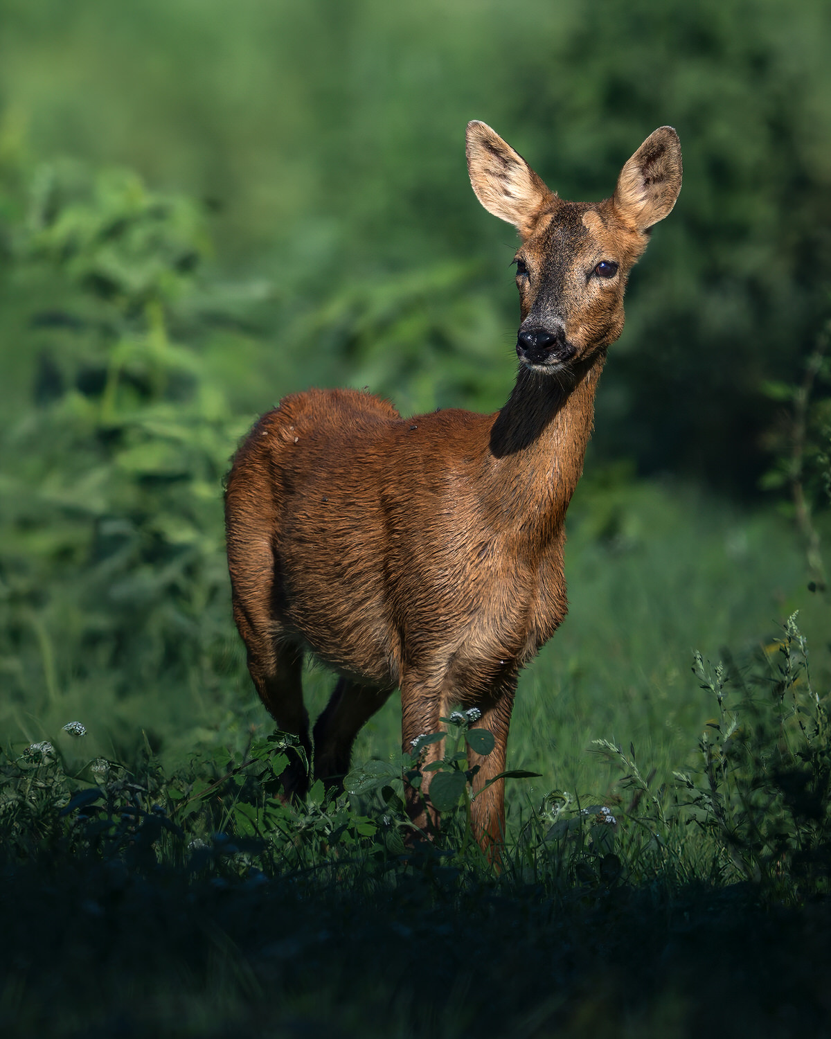 capriolo-toscana-workshop-fotografia-naturalistica-introduttivo