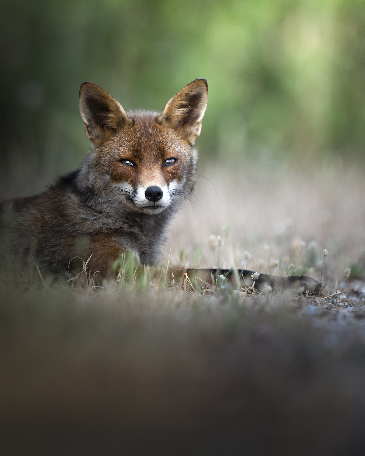 Volpe-toscana-workshop-fotografia-naturalistica-introduttivo