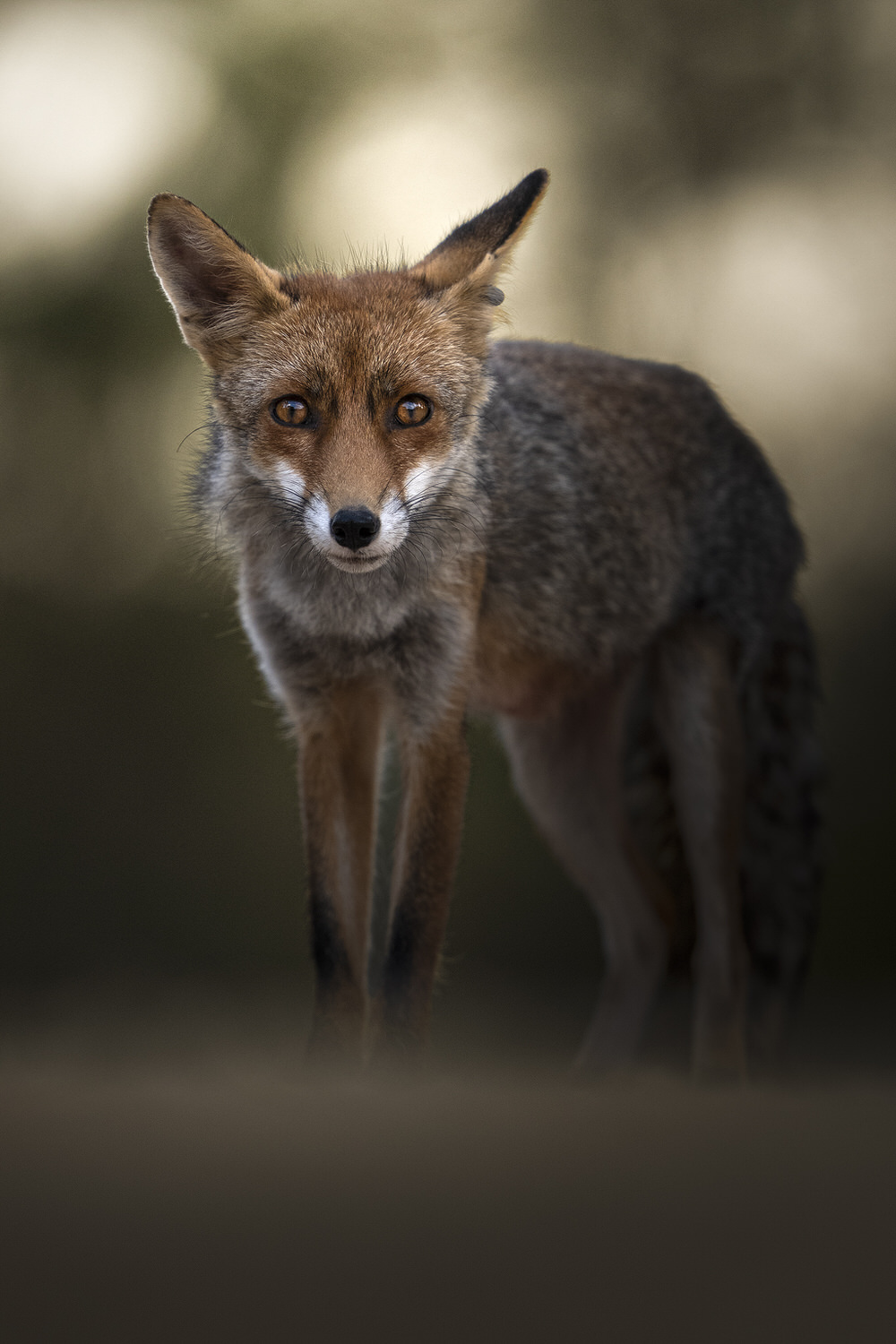 volpe-toscana-workshop-fotografia-naturalistica-introduttivo