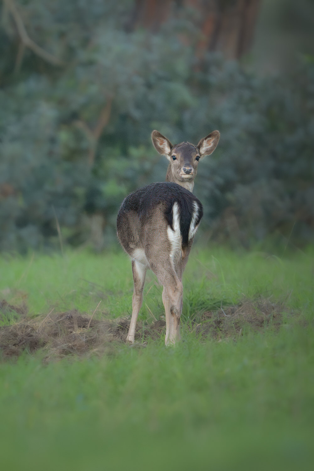 daino-toscana-workshop-fotografia-naturalistica-introduttivo