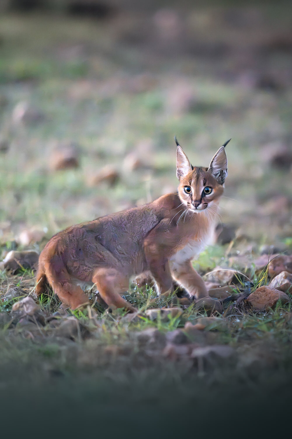 _DSC7038-2-sharpened