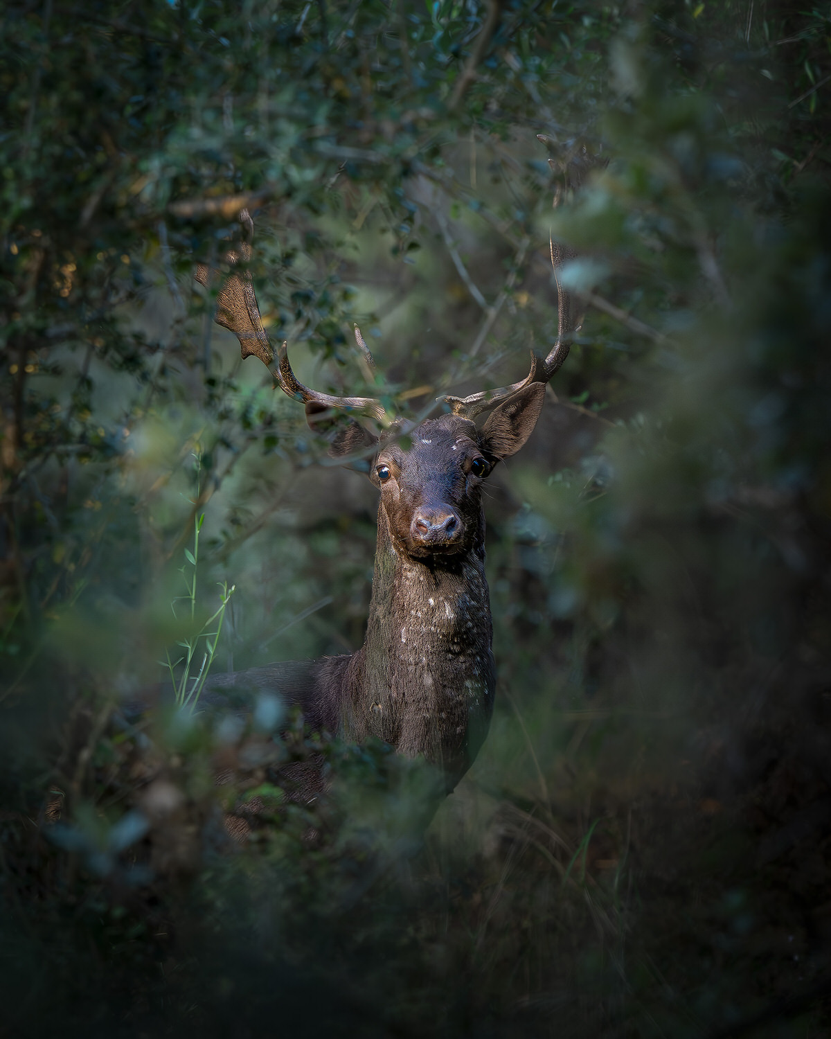 Daino-toscana-workshop-fotografia-naturalistica-introduttivo