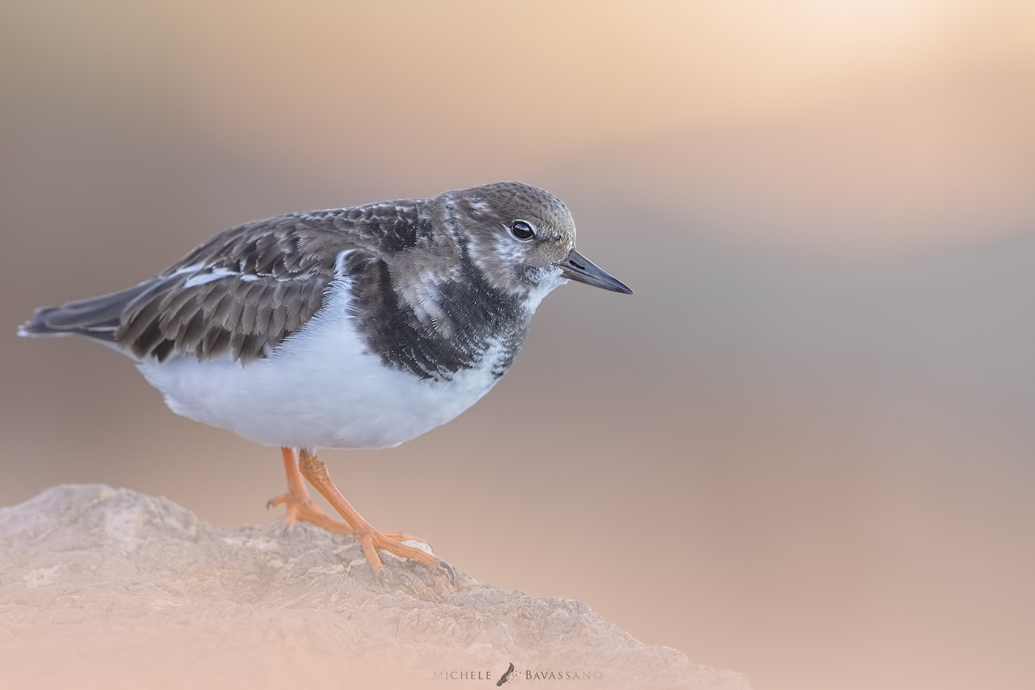 turnstones-tuscany-workshop-nature-photography-introductory