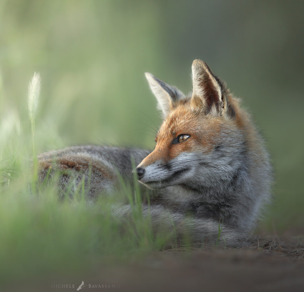 Tuscan fox - introductory nature photography workshop
