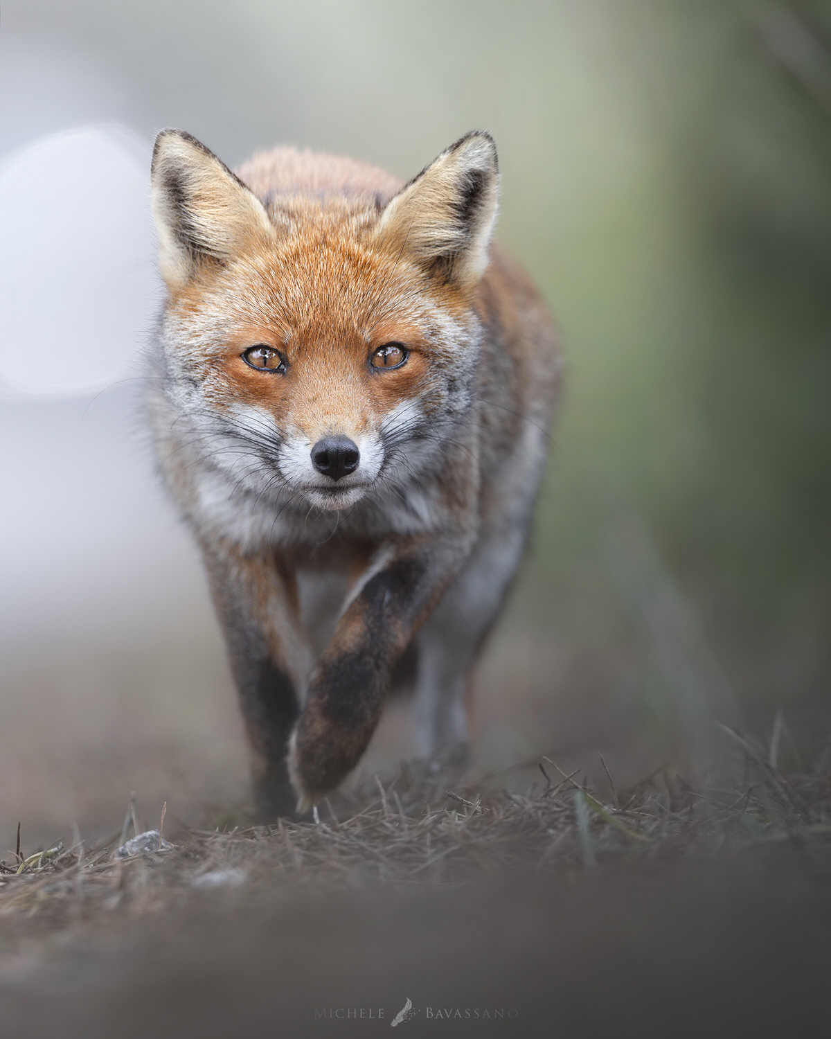 volpe-toscana-workshop-fotografia-naturalistica-introduttivo