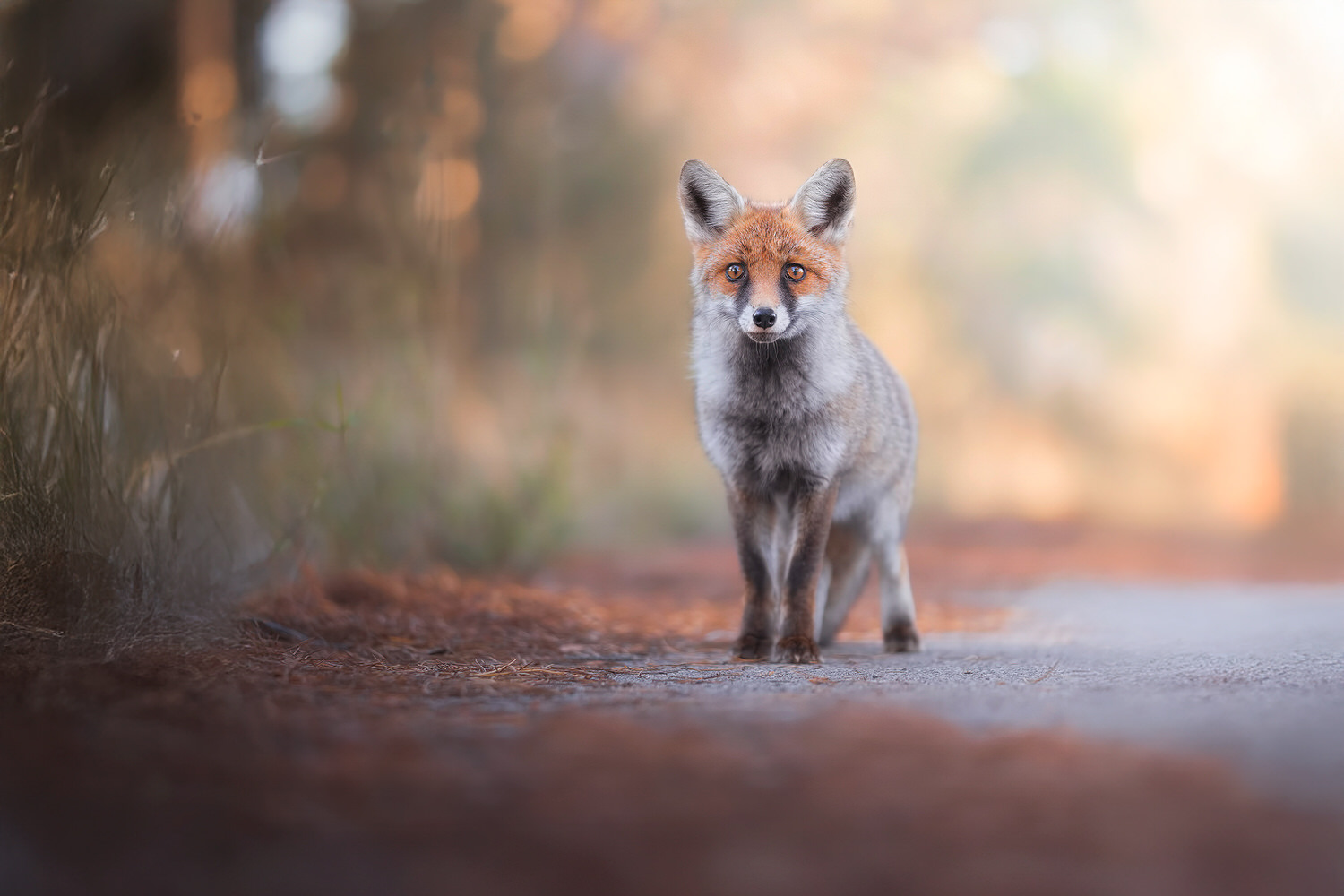Tuscan fox - introductory nature photography workshop